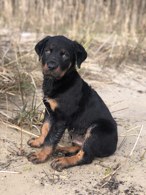 /Images/uploads/MidAmerica Rottweiler Rescue/adoptarottphotocontest/entries/10351thumb.jpg